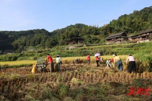 志愿者助力秋收 颗粒归仓暖人心
