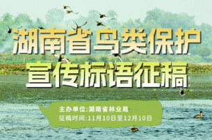 湖南省鸟类保护宣传标语开始征集啦！等你来入围!