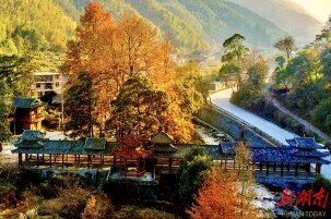 侗寨好“枫”色