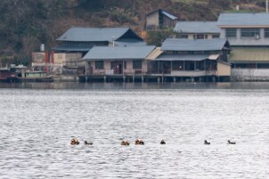 生态会同 | 从“少量现身”到“大群出现” 会同渠水湿地迎来候鸟迁徙小高峰