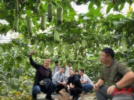 沙场“点兵”！长沙市农科院开展南繁基地中期检查