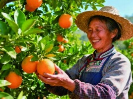 “小橘子”蝶变“大产业”