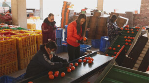 千里“橙”意暖寒冬——道县滞销脐橙跨越山海变畅销