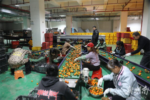 道县：砂糖橘丰收季 流水线“加速”助产销