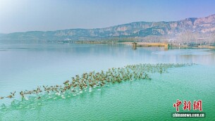 山西运城：黄河湿地成群候鸟翩跹起舞 绘就美丽生态画卷