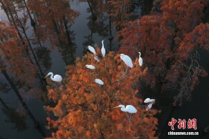 武汉：涨渡湖湿地池杉斑斓 林鸟相依绘就生态画卷