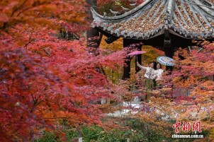 灿若云霞 南京栖霞山“枫”景迷人