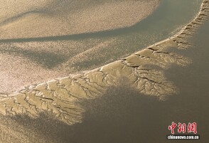 江苏东台：潮汐树美景宛如天然水墨画