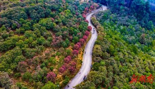 茶花盛开迎春来