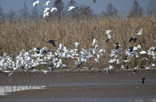 洞庭湖湿地系统：守护万羽迁徙的生命航道