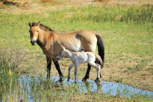 马：从远古奔腾而来的文明使者