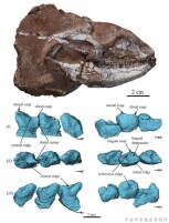 中国发现7000多万年前多凿齿蜥类新属种化石 揭示其演化复杂性