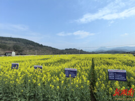 辰溪辰阳镇：千亩金花绽春光 油稻轮作兴乡村