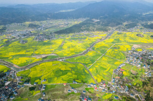 锦绣会同 | 金色花海醉春风！会同县堡子镇油菜花竞相绽放 精心布置广迎八方游客