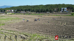 江华：瑶山春来早烟农移栽忙