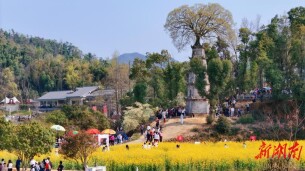 望城区茶亭镇：从“播种”到“结果”，乡村运营跑出加速度