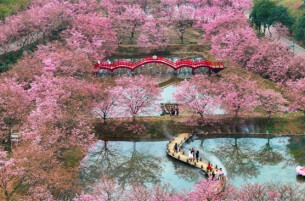 People Enjoy Cherry Blossoms in Changning City