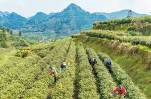 抢抓农时忙农事@湖南日报图片新闻