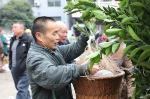 Seedlings Enter Peak Sales Season As Spring Comes