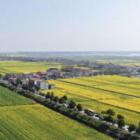 长江岸畔花如海 农文旅融启新程——临湘江南镇第七届油菜花节启幕