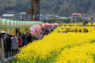 金色花海引客来 会同堡子“花花世界”成春日打卡顶流