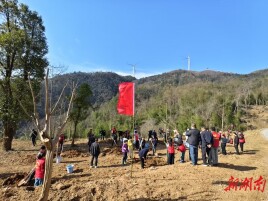 春染五尖山 共筑生态绿——临湘市开展义务植树活动助力国家森林公园建设