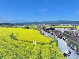 首日游客破5万！2026湖南油菜花节会同主会场金色花海引爆春日文旅