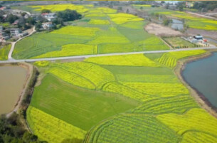 视频|绿心春日花好，长株潭的油菜花开了！