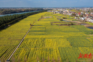 耒阳市第六届“油菜花季”圆满落幕 农文旅融合绘就乡村振兴新图景