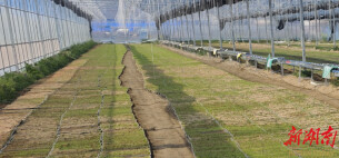 田园逐春光 耕种正当时  临湘市桃林镇多措并举扎实推进春耕生产​