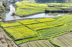 “十五五”开好局起好步 | 会同春耕备耕忙！大棚育秧旺，新品油菜助增收