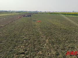 临湘市江南镇：麦冬种植扎下根 特色产业促振兴