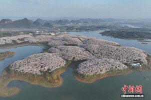 贵州贵安新区万亩樱花绽放美不胜收