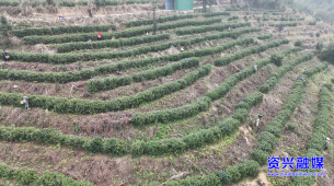 资兴：闻“春”而动，抢“鲜”上市 ！瑶乡8000亩茶园开摘