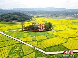 春日赏花季！湖南会同万亩油菜花田竞相绽放