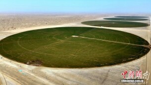 新疆南部沙漠现“绿色圆盘”