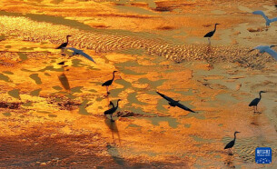 冰雪渐融春意动 候鸟归飞入画屏