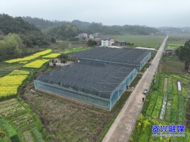 资兴唐洞街道镜塘村：大棚集中育秧跑出春耕“加速度”