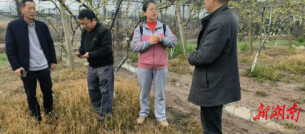 君山果园“把脉人”----君山区特聘专家王红教授下乡指导纪实