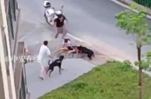 未拴绳犬只扑倒路人致伤残，养犬人赔偿17万元