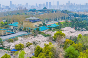 Cherry blossoms in full bloom at Wuhan University