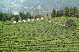 匠心传技艺 妙手炒春茗@湖南日报