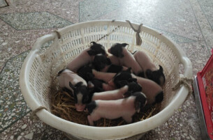 湖南首例克隆猪顺利产下11只猪宝宝