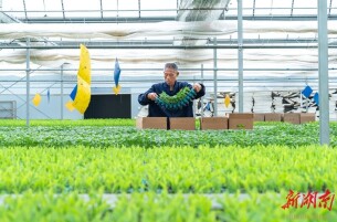 科技育苗促增收