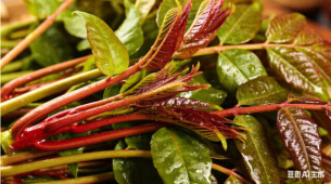 春季尝鲜野菜别乱采！省疾控发布健康提醒