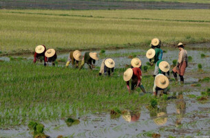 农技服务到田间阴雨不误春耕时