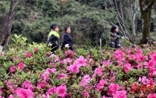 武陵源：城市公园春花竞放 市民尽享城市休闲生活