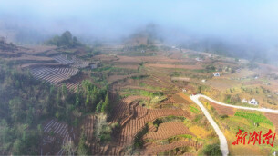 永顺县润雅乡：春芽初绽采新茶