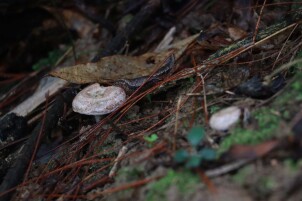 美味会同 | 春雨润松林 “丝麻菌”破土 唤醒舌尖乡愁