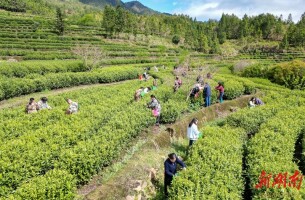 采茶竞赛 乐享农趣